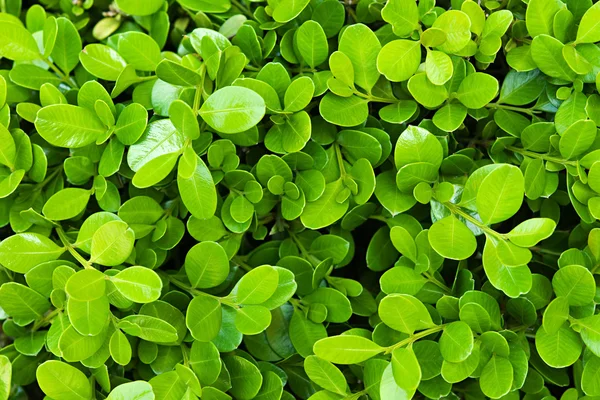 Fresh green boxwood leaves — Stock Photo, Image