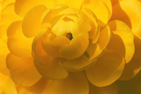 Gros plan de fleur jaune — Photo