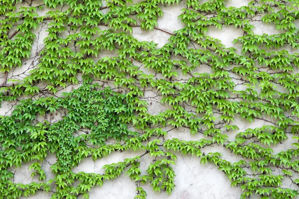 La enredadera verde que crece en la pared La enredadera verde que crece en la pared — Foto de Stock