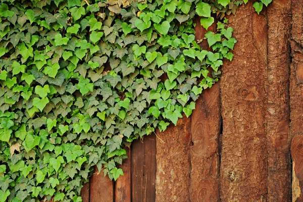 Hiedra enredadera en cerca de madera rústica — Foto de Stock