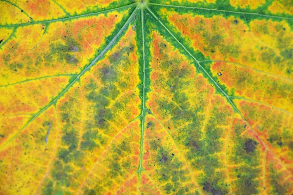 Changing colours of an autumn leaf — Stock Photo, Image