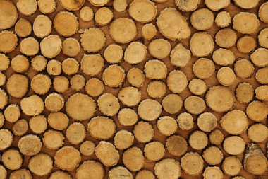Cross-sectional view of timber logs clipart
