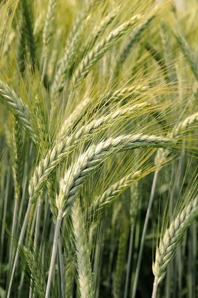 Сохнущие колосья пшеницы — стоковое фото