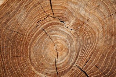 kırık günlük büyüme halkalar ile