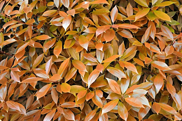 Folhas mudando suas cores de outono — Fotografia de Stock