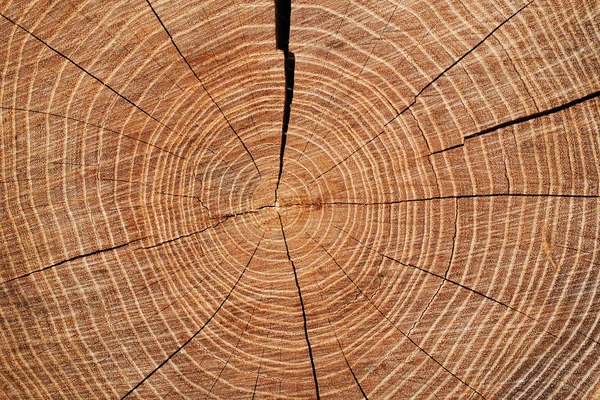 Secção transversal através de um tronco de árvore Secção transversal através de um tronco de árvore — Fotografia de Stock