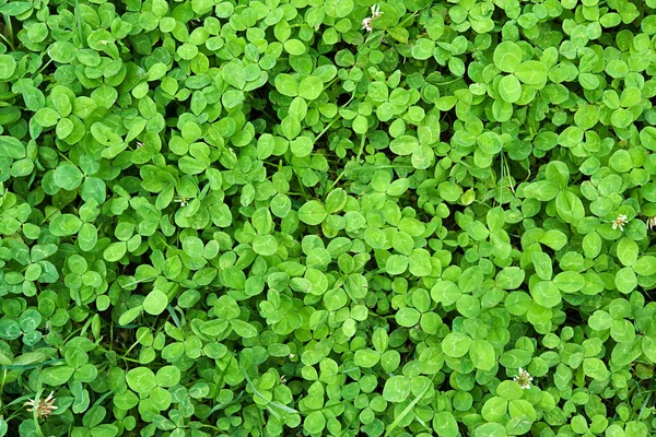 신선한 녹색 클로버 잎 — 스톡 사진