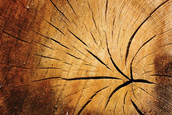 Old cracked timber Old cracked timber — Stock Photo, Image