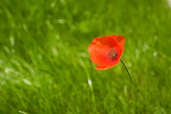 빨간 장 녹색 잔디에 양 귀 비 — 스톡 사진