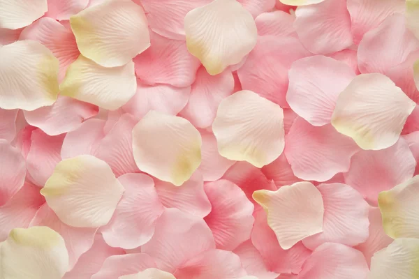 Rosa suave y pétalos de rosa blanca — Foto de Stock