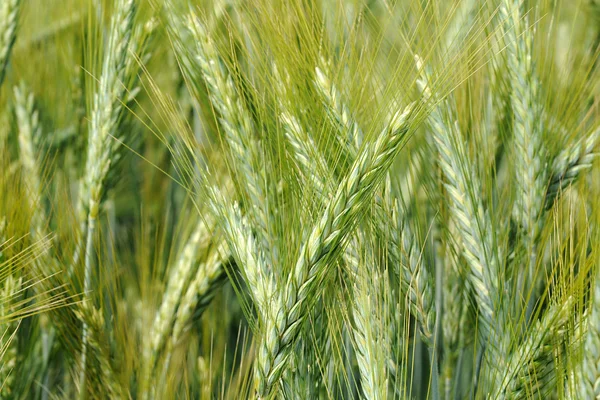 Kulak buğday olgunlaşma — Stok fotoğraf