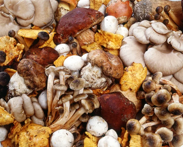 Raccolta assortita di funghi freschi — Foto Stock