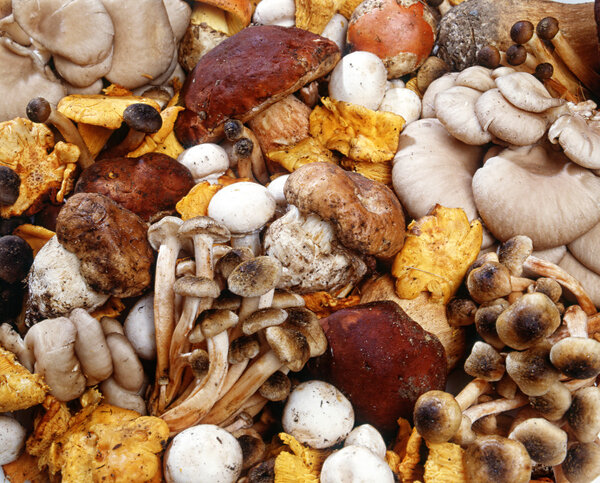 Ассорти из свежих грибов
