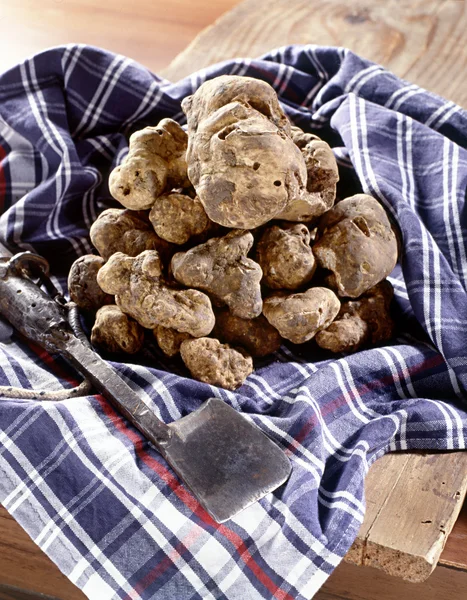 White truffles on a napkin — Stock Photo, Image