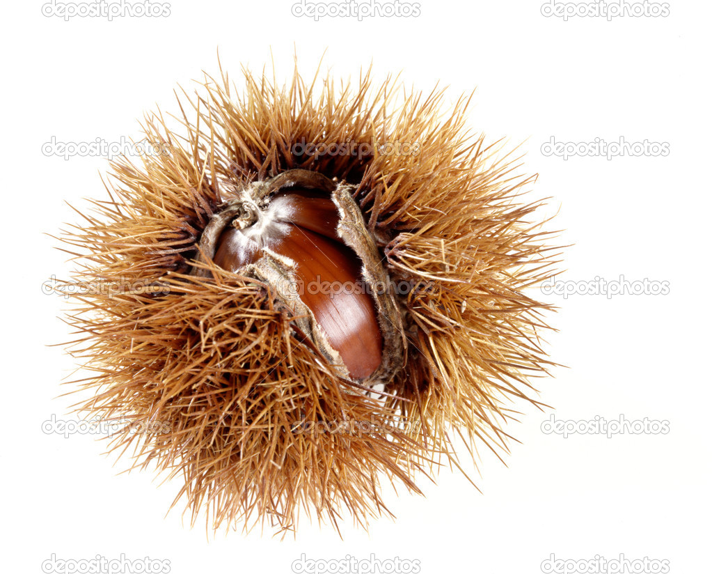 Sweet chestnut in its spiky husk