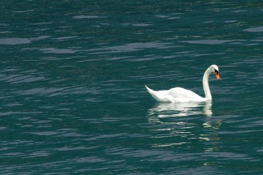 Beyaz Kuğu mavi gölün yüzeyinde yüzen