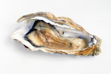 taze deniz istiridye