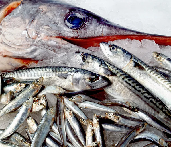 Рыба-меч и другие мелкие рыбки — стоковое фото