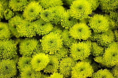 taze yeşil krizantem