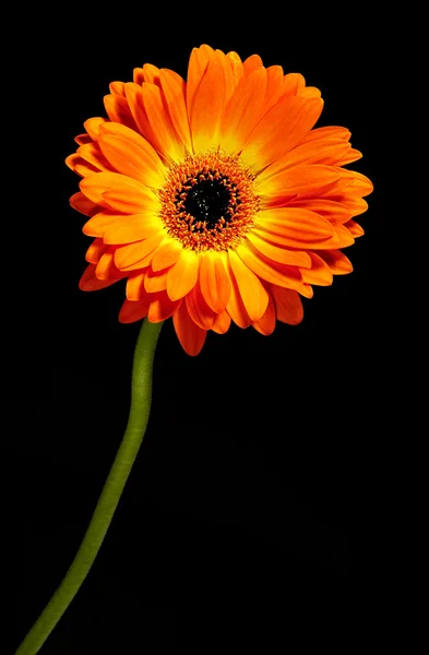 Leuchtend orange Gerbera-Gänseblümchen — Stockfoto