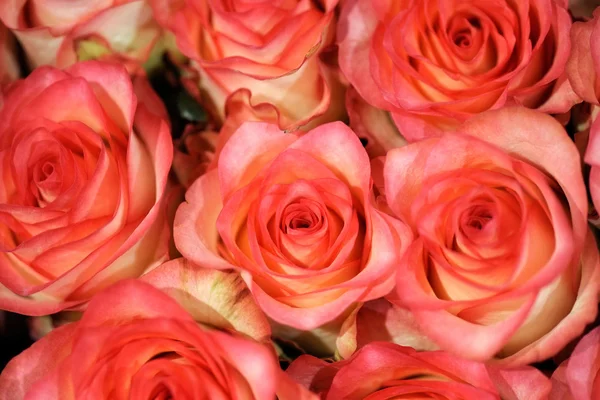 Beautiful coral pink roses — Stock Photo, Image