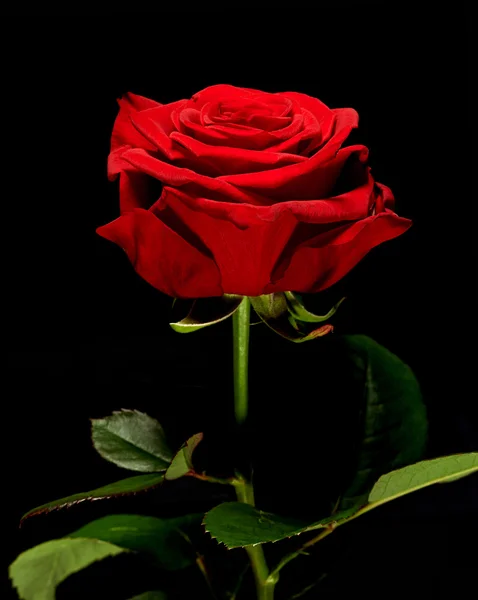 Rosa roja misteriosa única — Foto de Stock