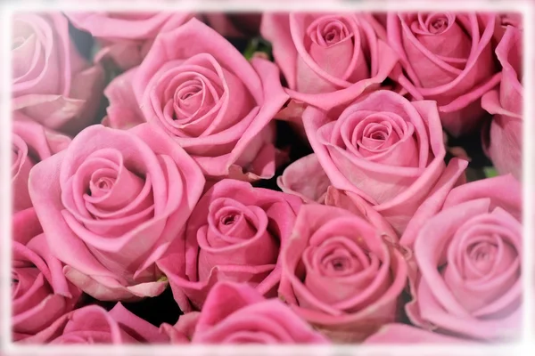 Background of perfect pink roses — Stock Photo, Image