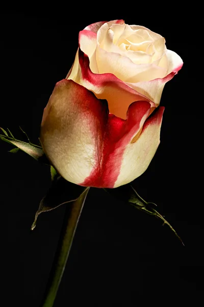 Exquisite bicolour white and red rose — Stock Photo, Image