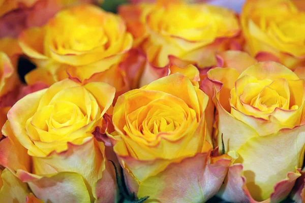 Hermosos brotes de rosa amarilla — Foto de Stock