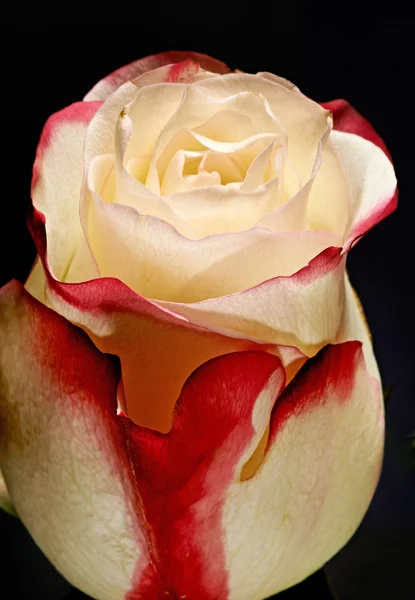 Beautiful bicolour rose — Stock Photo, Image