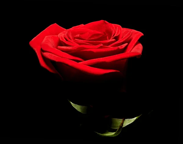 Vivid red rose — Stock Photo, Image