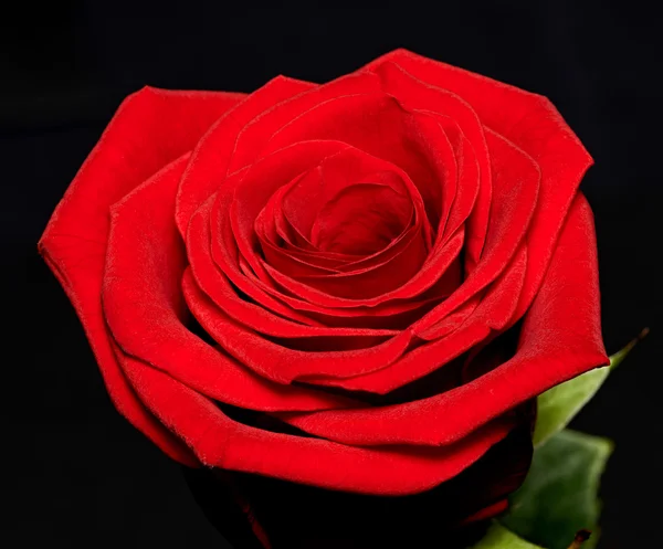 Single beautiful red rose Royalty Free Stock Images