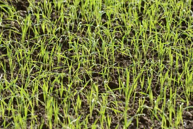 yeşil çim çimlenme