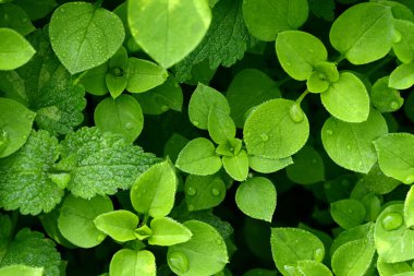 taze yeşil yapraklar