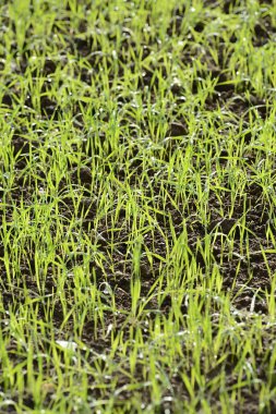 doğada taze yeşil çimen