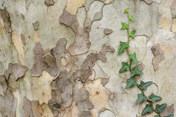 Ivy on the bark of a tree — Stock Photo, Image