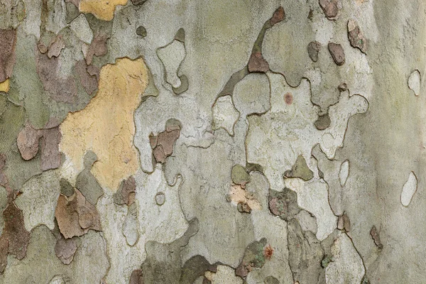 Tree bark close up — Stock Photo, Image