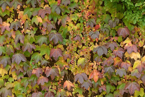 Autumn leaves background — Stock Photo, Image