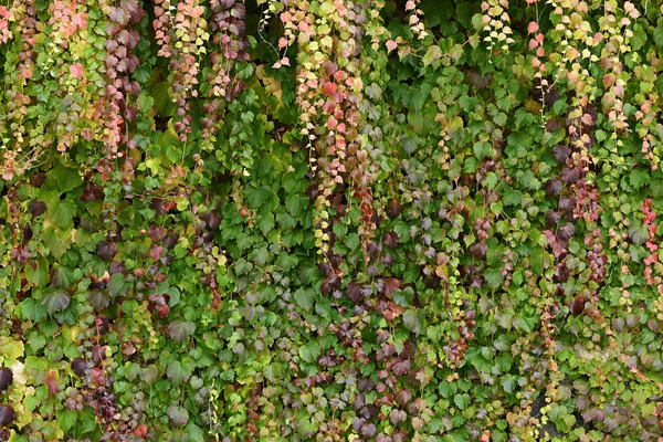 Fondo natural de la hiedra en otoño —  Fotos de Stock