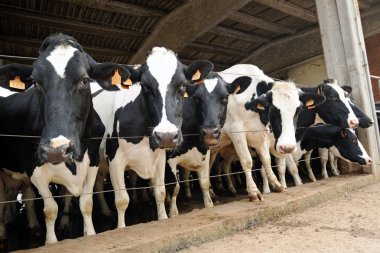 siyah-beyaz holstein inek