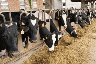 Dairy cows eating hay in a cowshed clipart