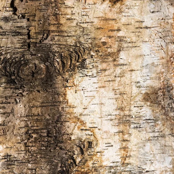 Sfondo di corteccia di betulla con un nodo — Foto Stock
