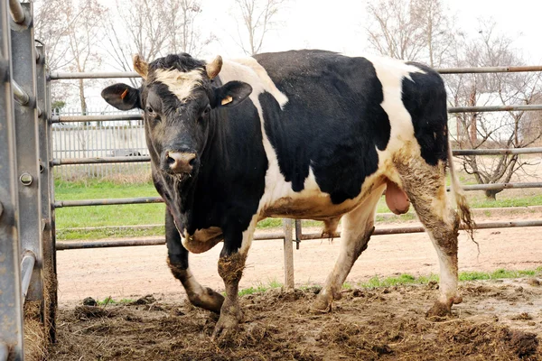 Holstein býk — Stock fotografie