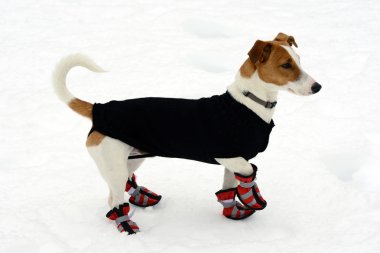 Cute little terrier wearing snow shoes clipart
