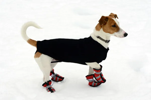 Cute little terrier wearing snow shoes — Stock Photo, Image