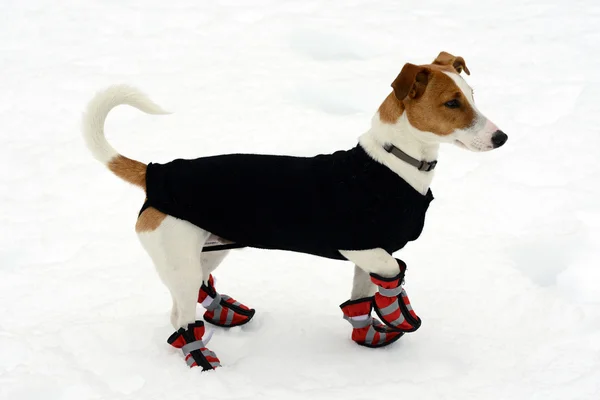 Lindo pequeño terrier usando zapatos de nieve Imágenes De Stock Sin Royalties Gratis