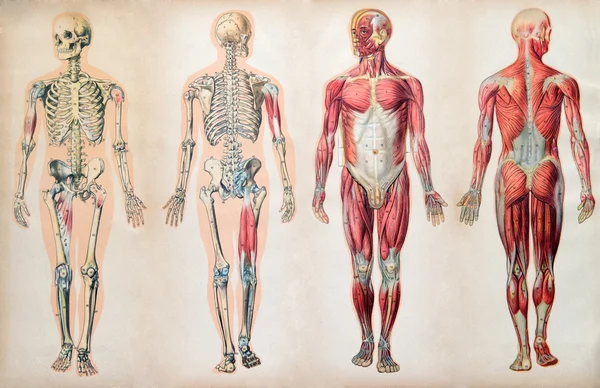 Old vintage anatomy charts of the human body