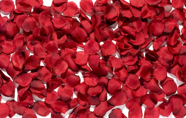 Struttura di fondo di ricchi petali di rosa rossa — Foto Stock