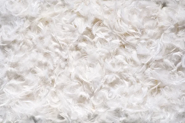 背景纹理的柔软的白色 feathes — 图库照片