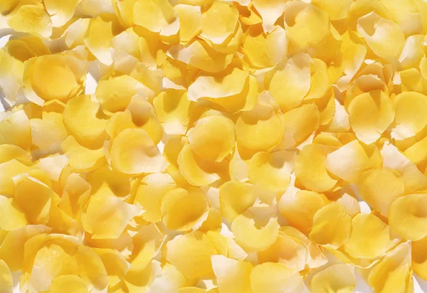 Sfondo di delicati petali di fiori gialli — Foto Stock